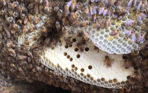 蜜蜂在窗外 築 巢 迷你金魚品種